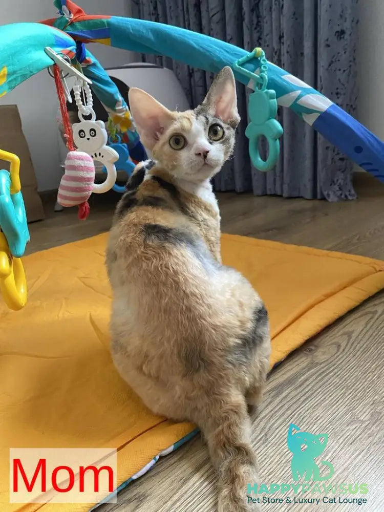 Ivar Sunrise Devon Rex male red tabby pointed - live animals