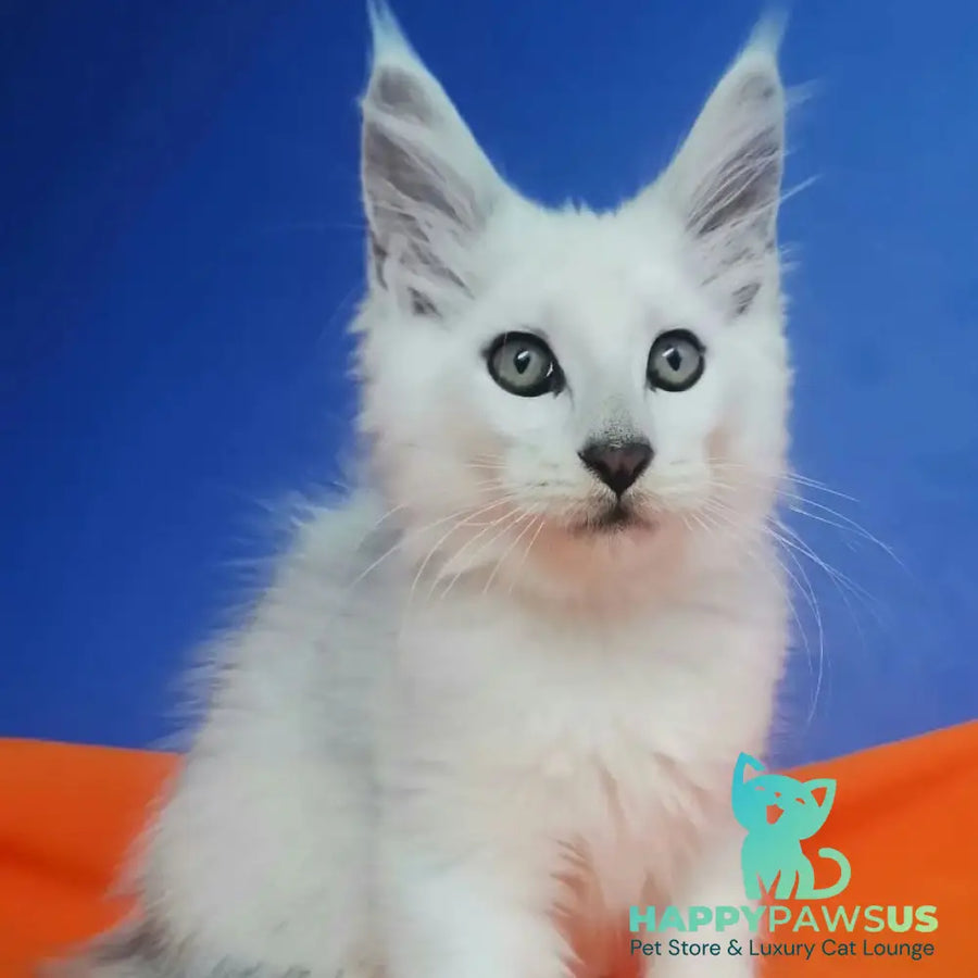 Ivashka Maine Coon male black silver chinchilla