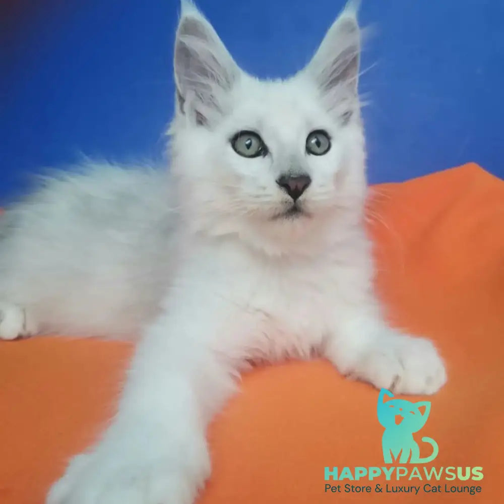 Ivashka Maine Coon male black silver chinchilla