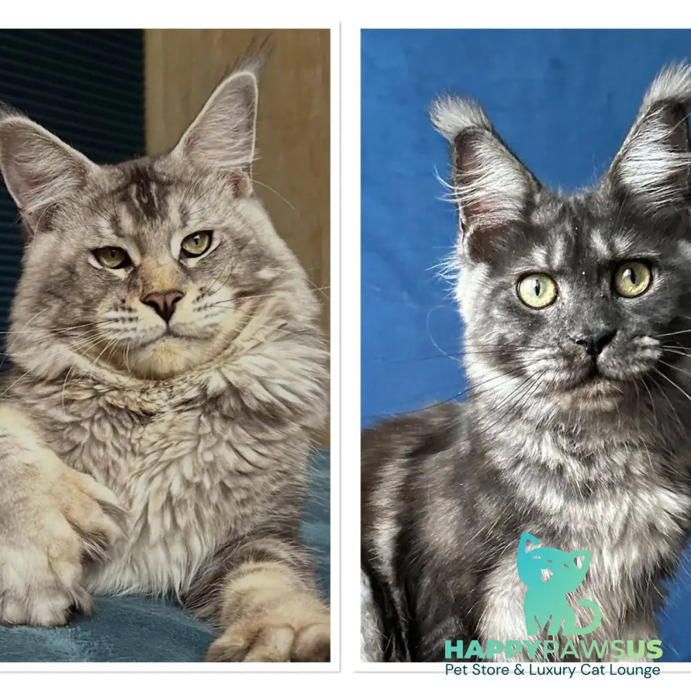 Ivelina Maine Coon female black silver tabby - live animals