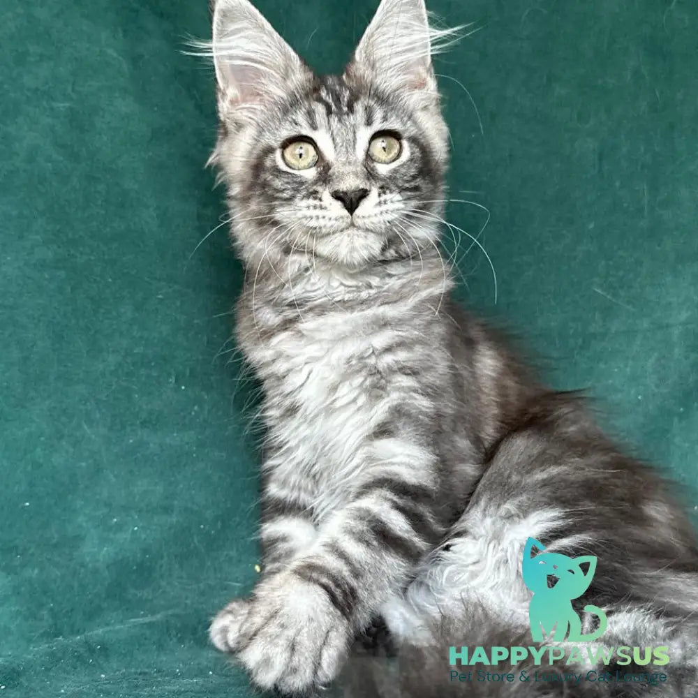 Ivelina Maine Coon female black silver tabby - live animals