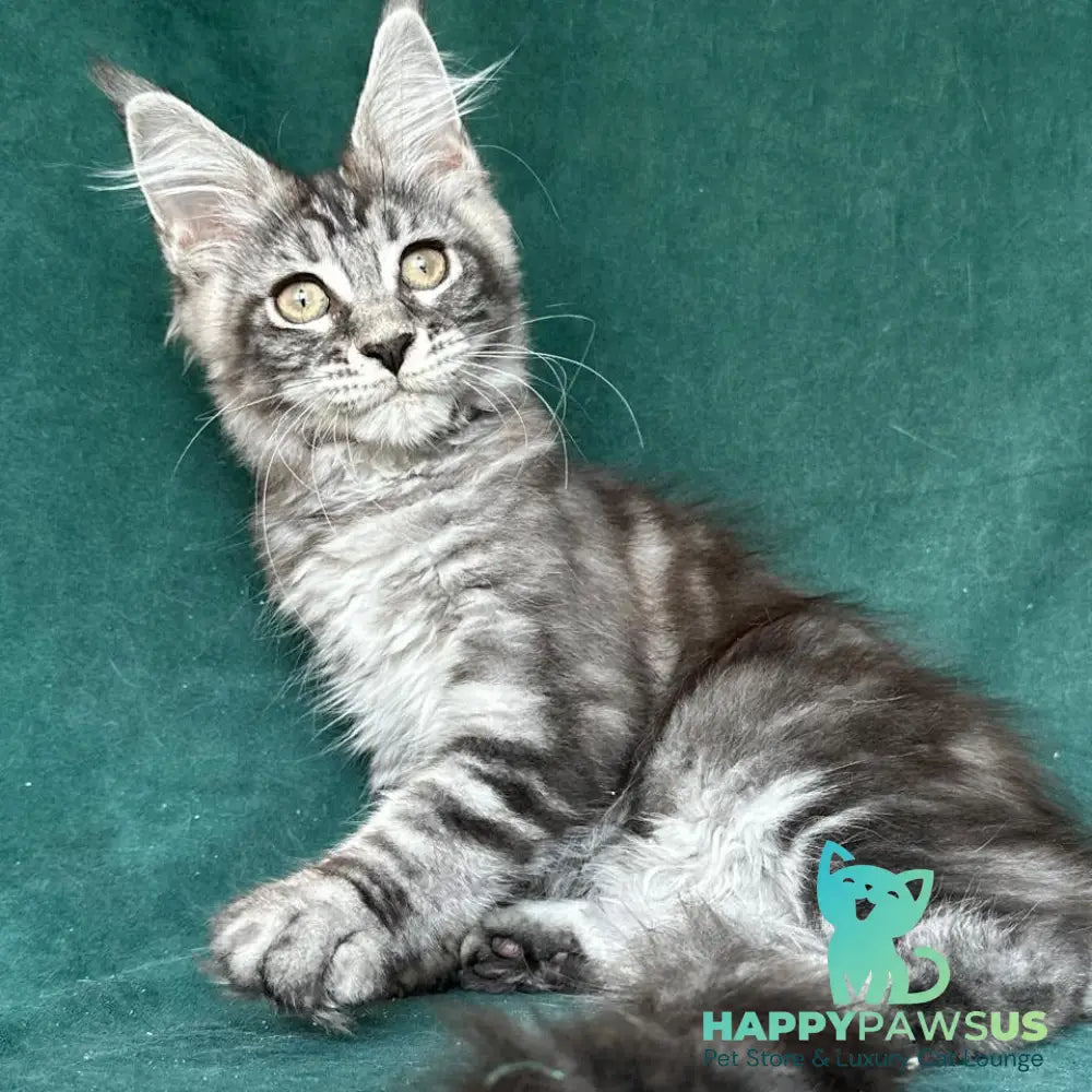 Ivelina Maine Coon female black silver tabby - live animals