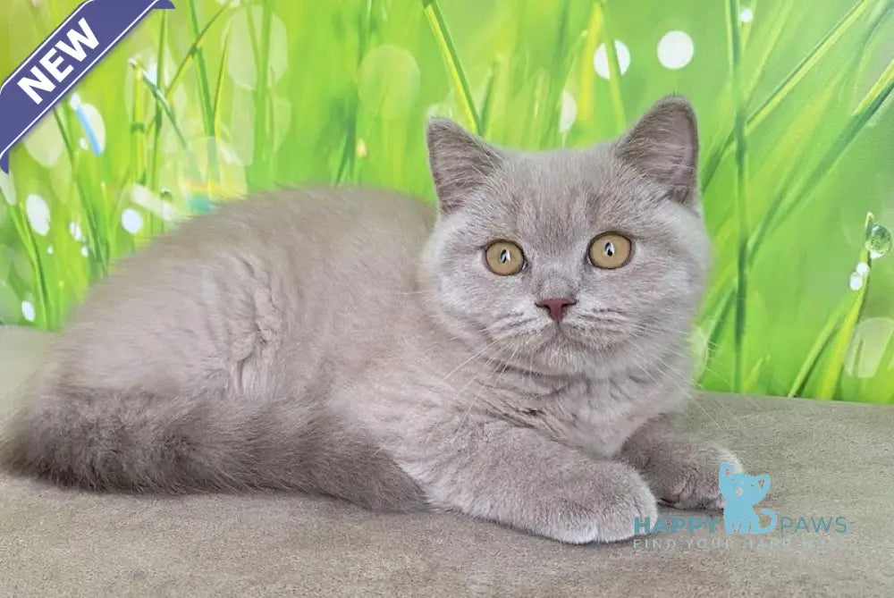 Ivengo British Shorthair male lilac live animals
