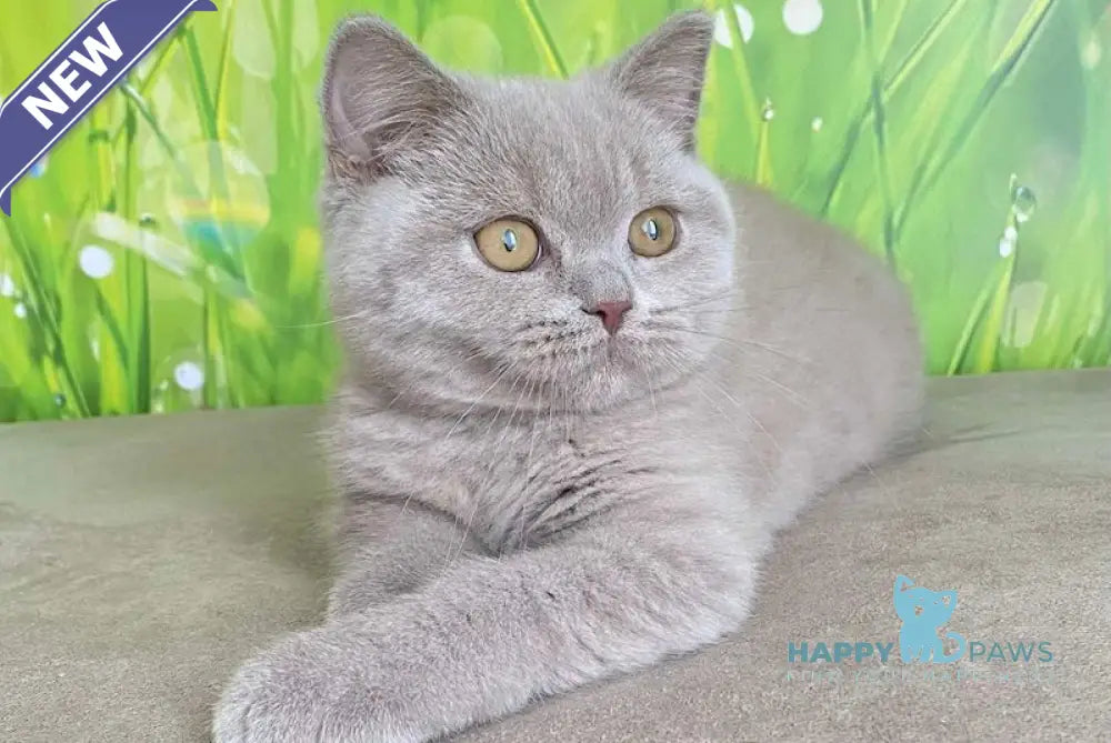 Ivengo British Shorthair male lilac live animals