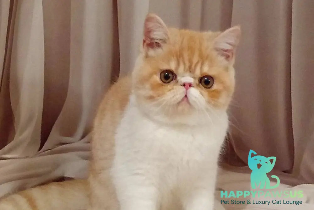Iveriy Exotic male red silver spotted tabby bicolour live animals