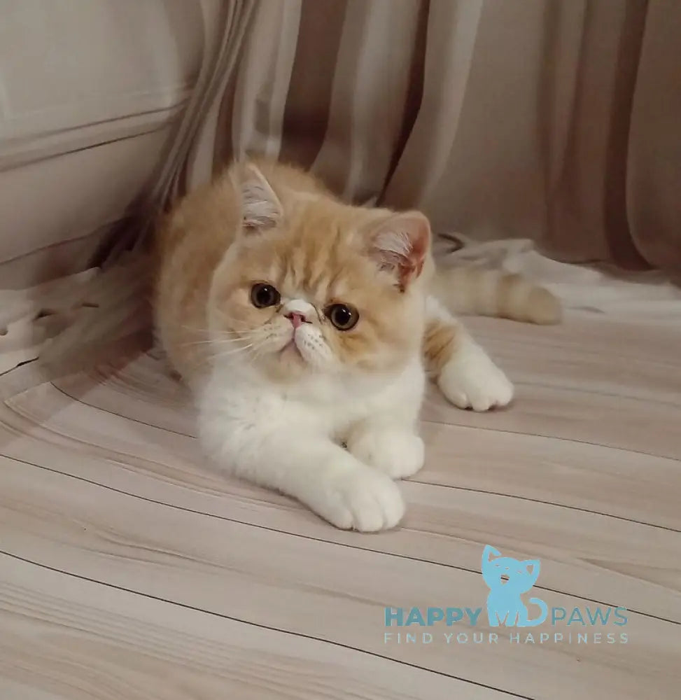 Iveriy Exotic male red silver spotted tabby bicolour live animals