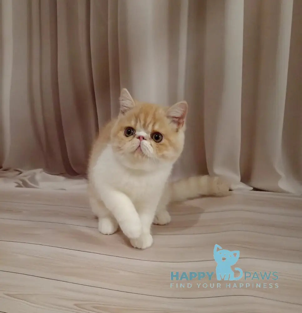 Iveriy Exotic male red silver spotted tabby bicolour live animals