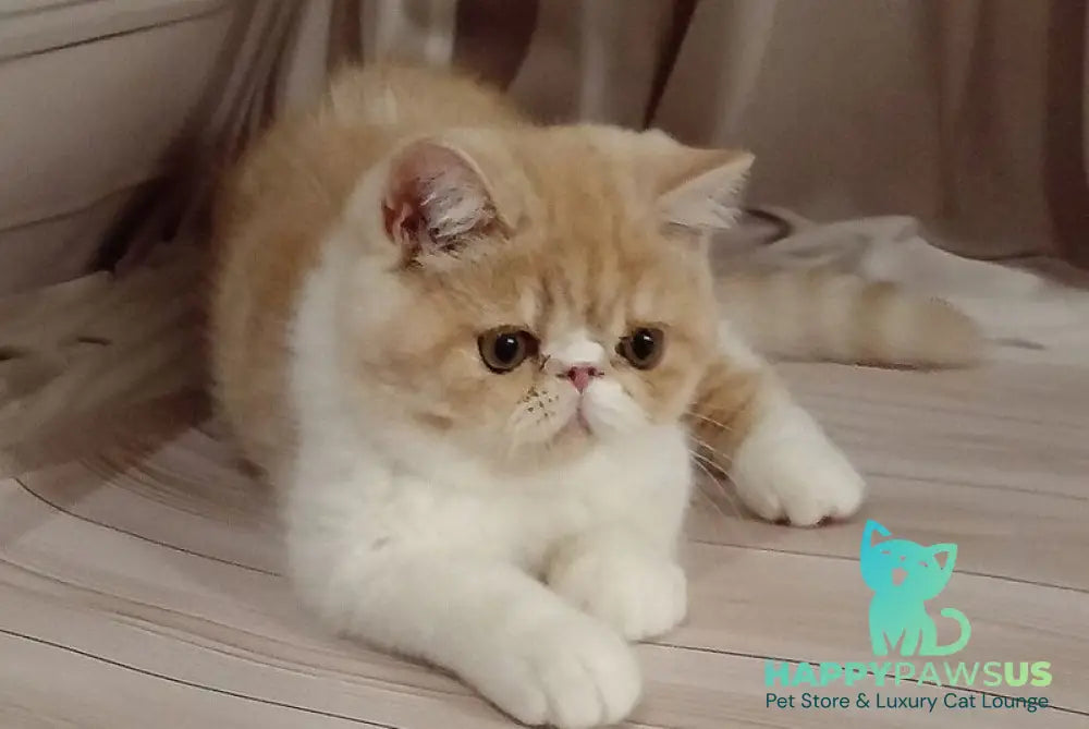 Iveriy Exotic male red silver spotted tabby bicolour live animals