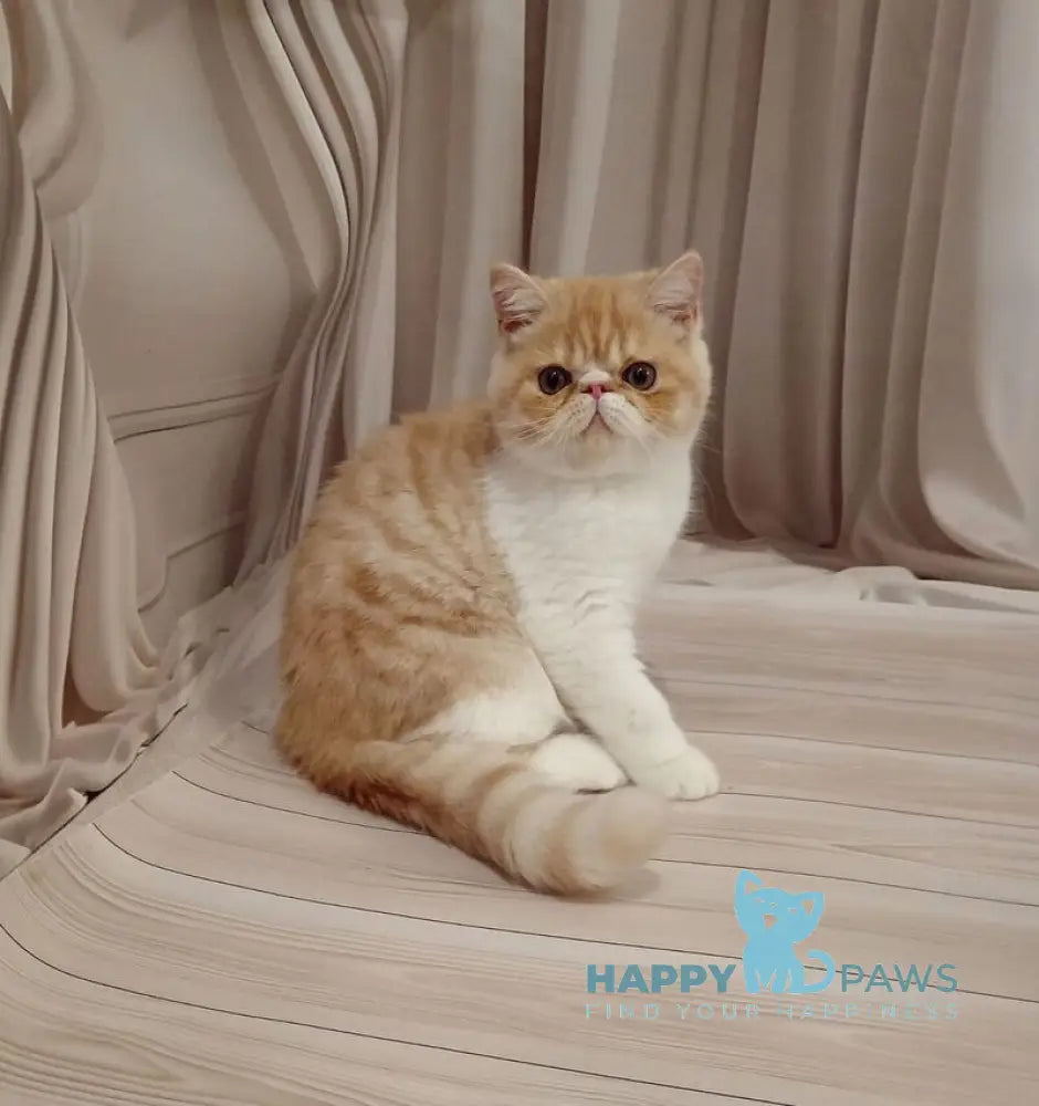 Iveriy Exotic male red silver spotted tabby bicolour live animals