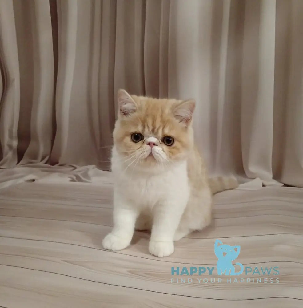 Iveriy Exotic male red silver spotted tabby bicolour live animals