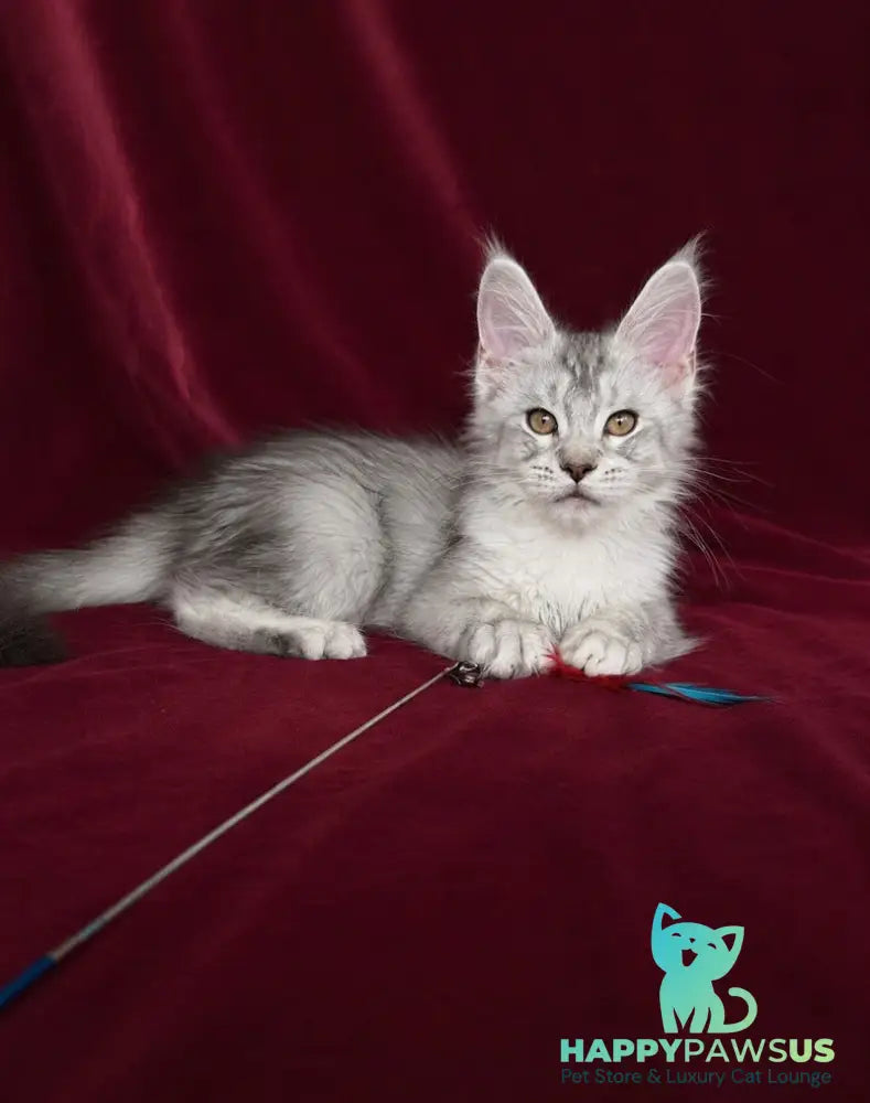 Iverson Maine Coon male black silver ticked tabby - live animals