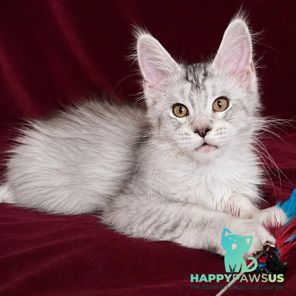 Iverson Maine Coon male black silver ticked tabby - live animals