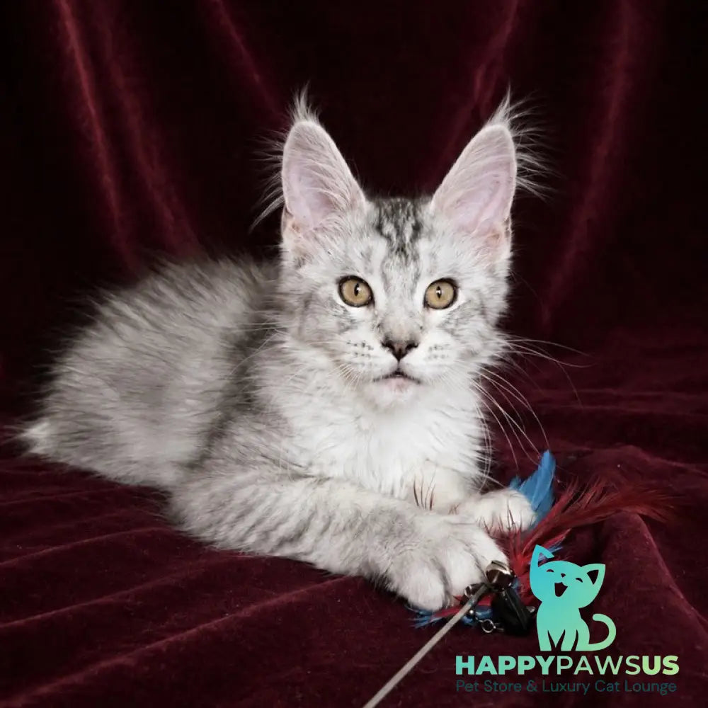 Iverson Maine Coon male black silver ticked tabby - live animals