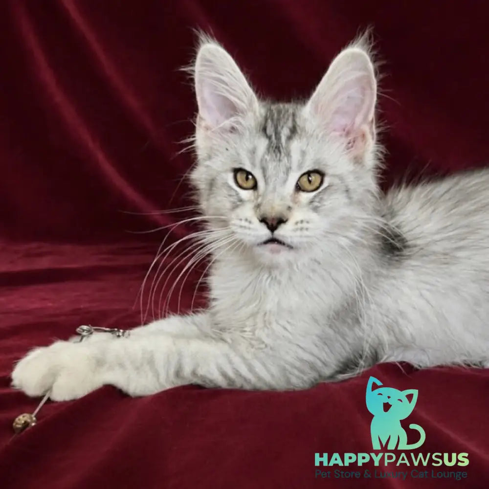 Iverson Maine Coon male black silver ticked tabby - live animals