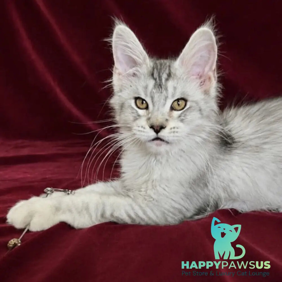 Iverson Maine Coon male black silver ticked tabby - live animals