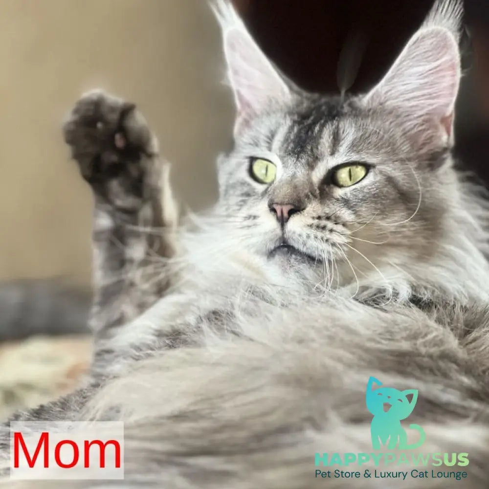 Iverson Maine Coon male black silver ticked tabby - live animals