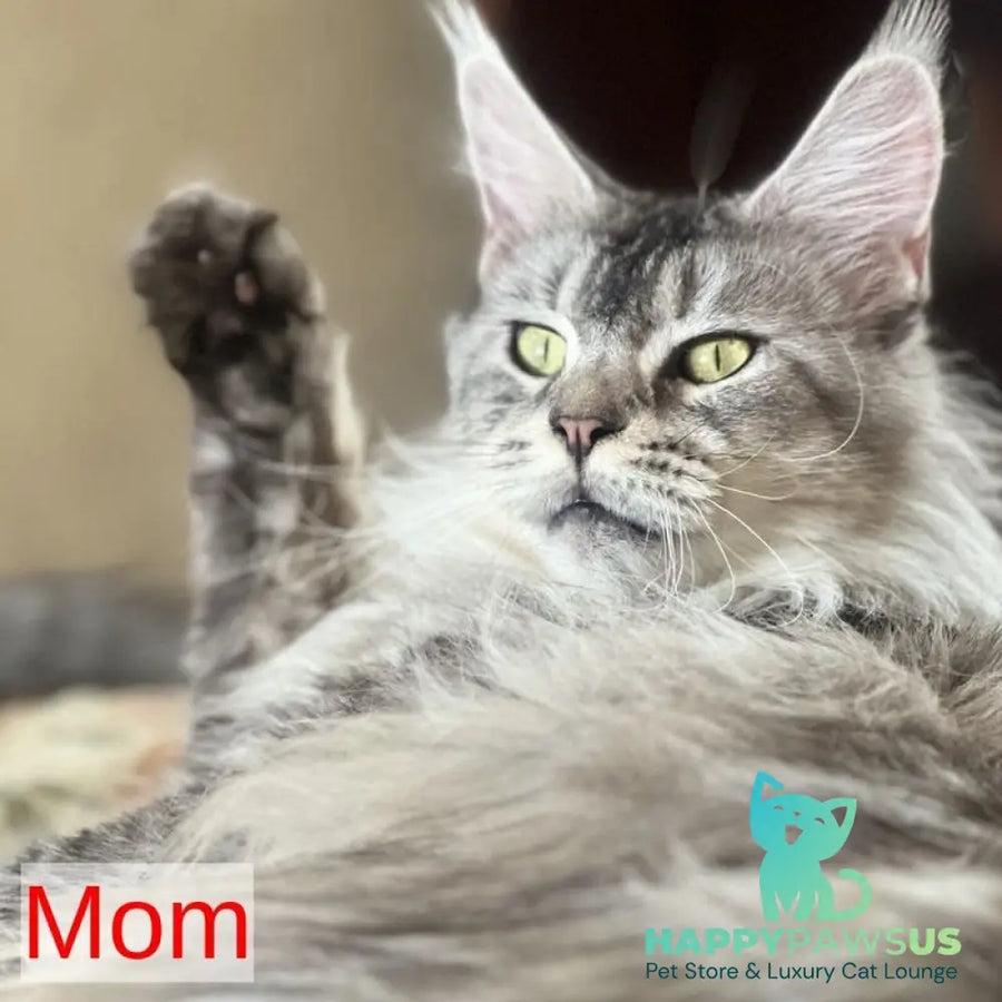 Iverson Maine Coon male black silver ticked tabby - live animals