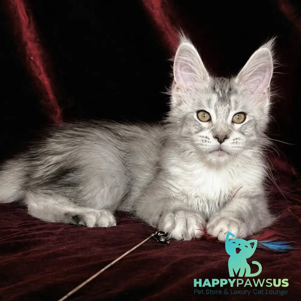 Iverson Maine Coon male black silver ticked tabby - live animals