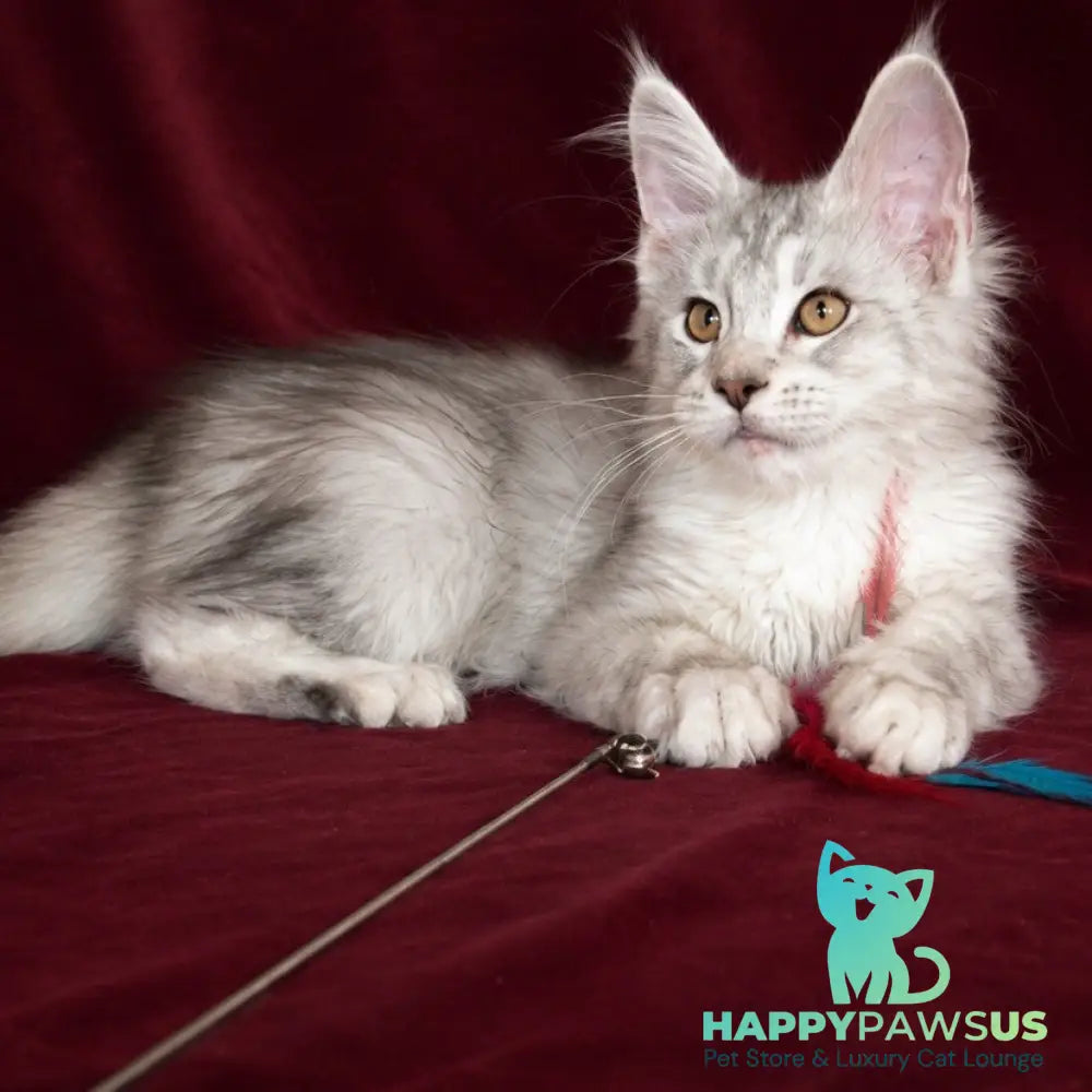 Iverson Maine Coon male black silver ticked tabby - live animals