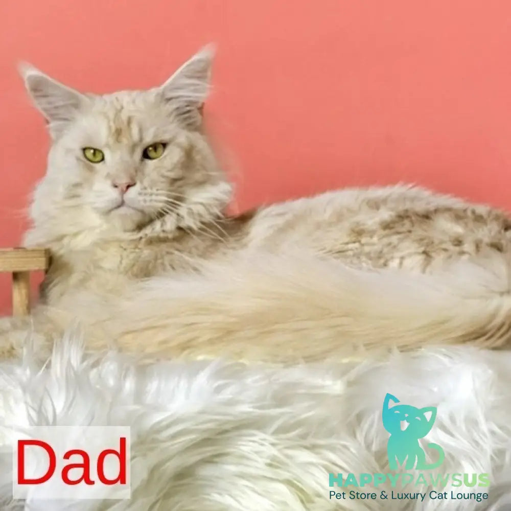 Iverson Maine Coon male black silver ticked tabby - live animals