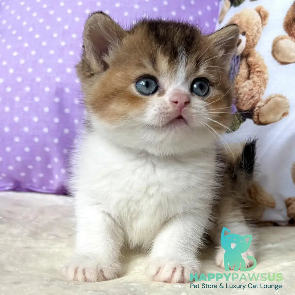 Ivi British Shorthair female black golden ticked tabby bicolour - live animals