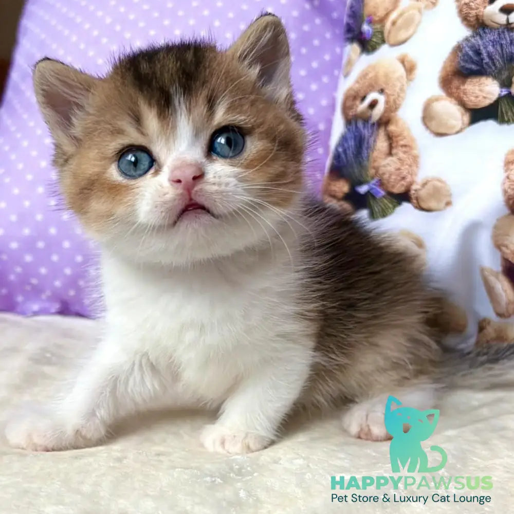 Ivi British Shorthair female black golden ticked tabby bicolour - live animals