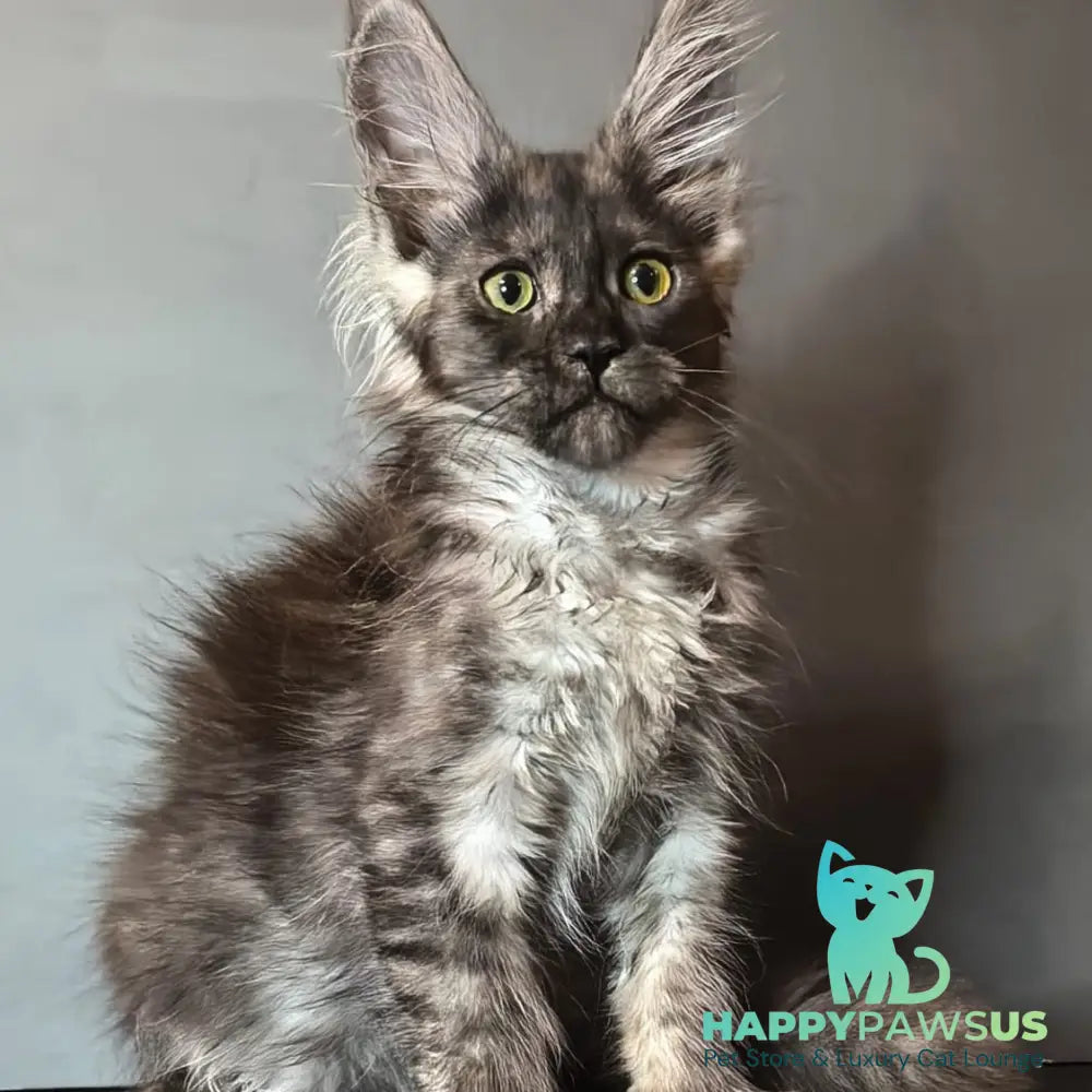 Ivi Maine Coon female black silver - live animals