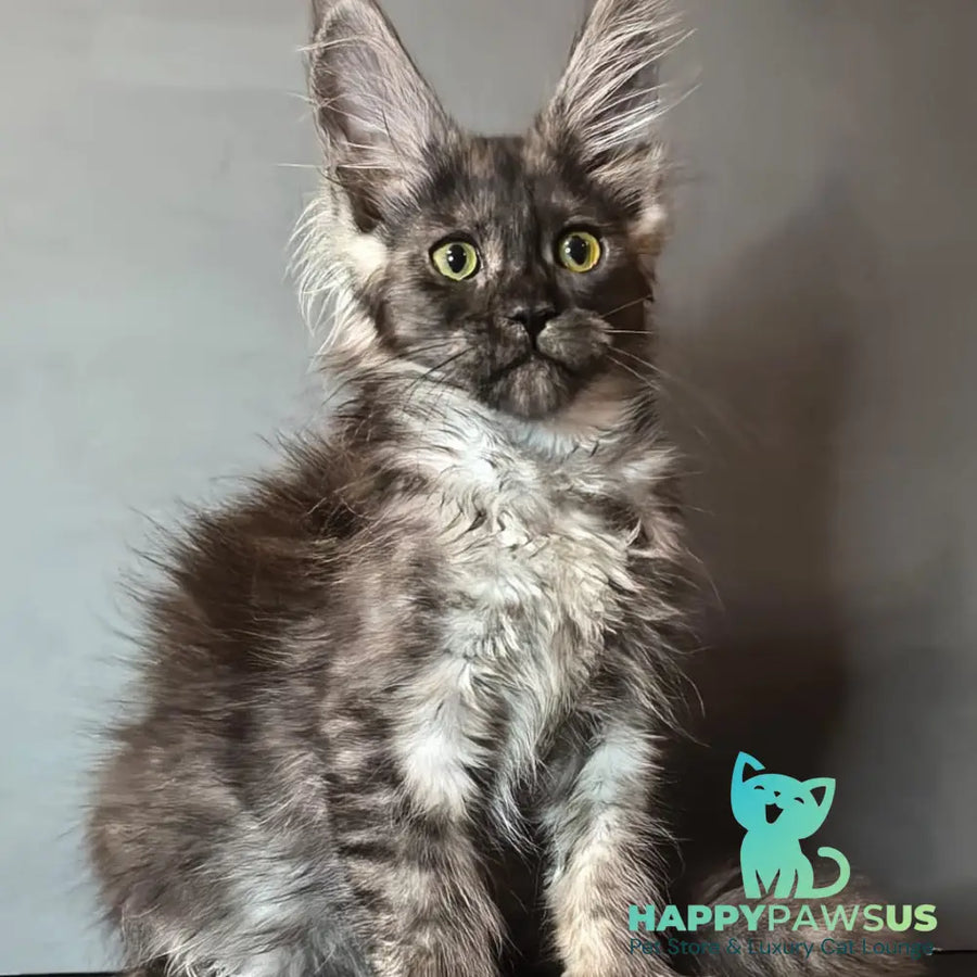 Ivi Maine Coon female black silver - live animals