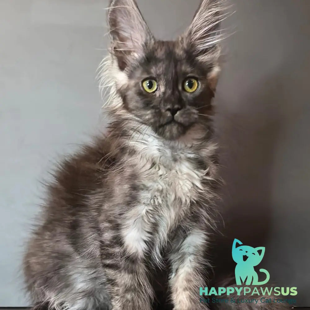 Ivi Maine Coon female black silver - live animals