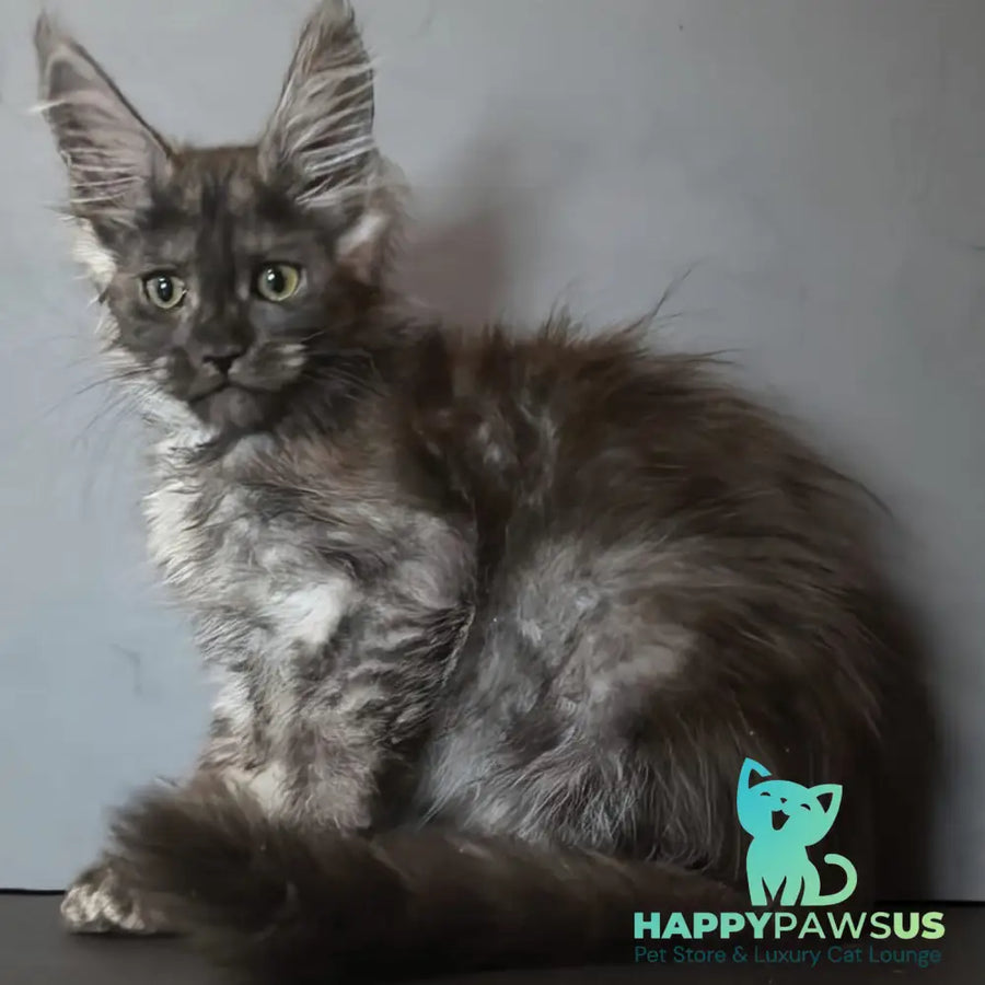 Ivi Maine Coon female black silver - live animals