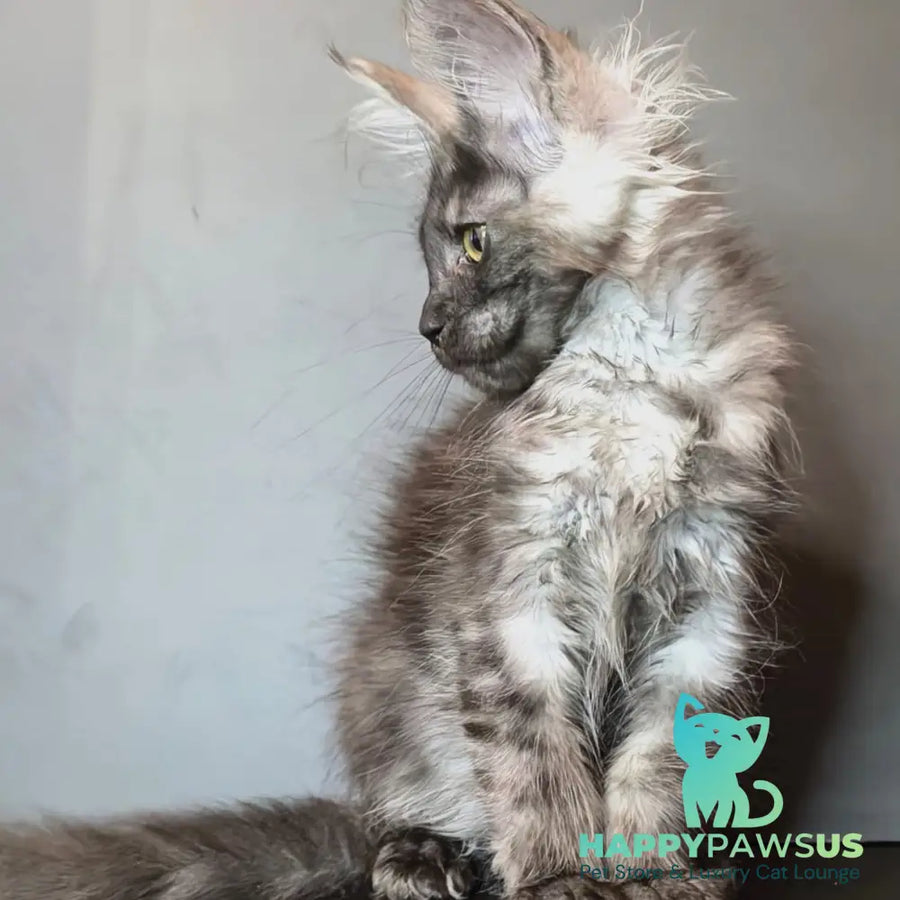 Ivi Maine Coon female black silver - live animals