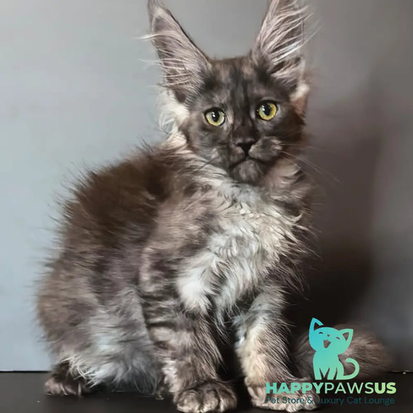 Ivi Maine Coon female black silver - live animals
