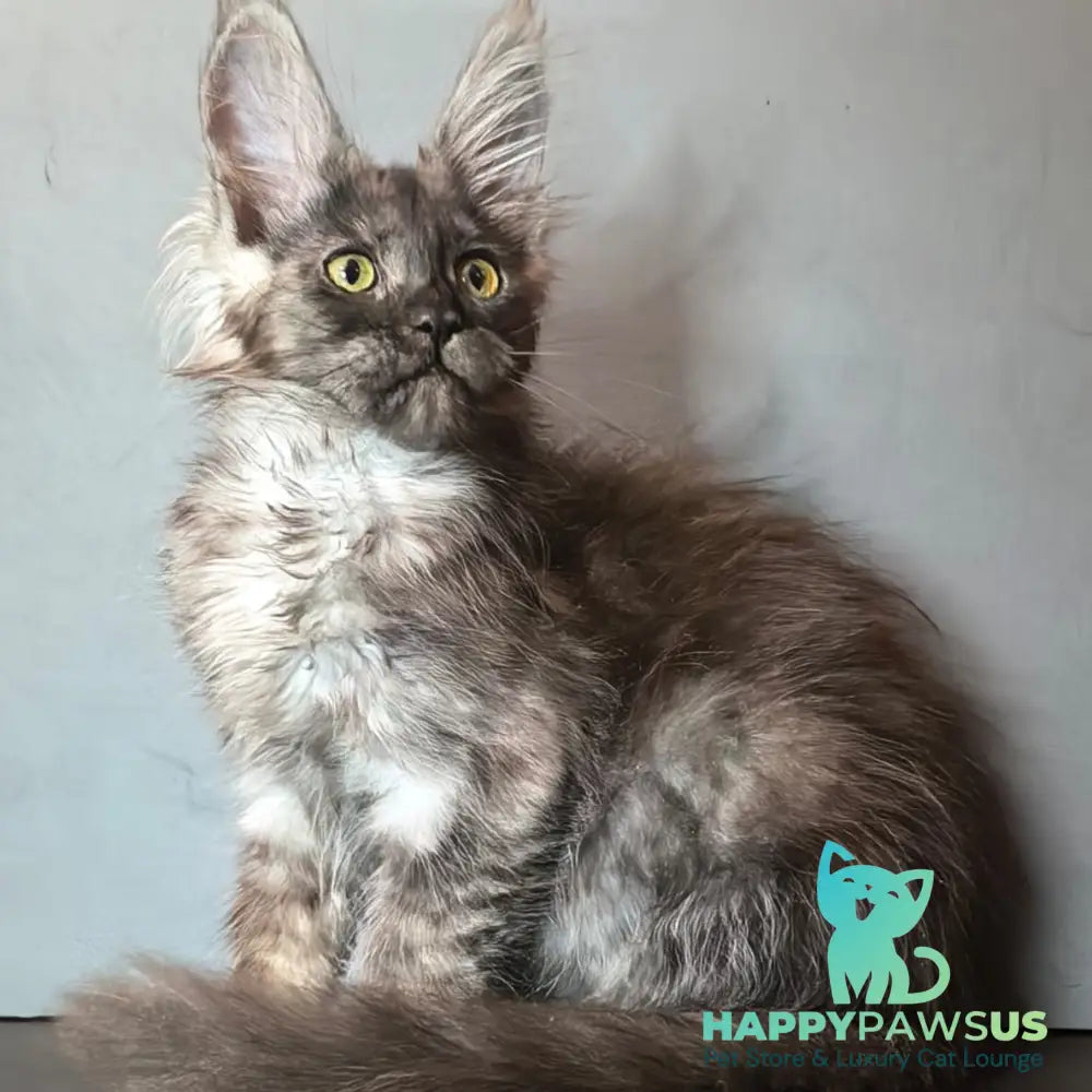 Ivi Maine Coon female black silver - live animals
