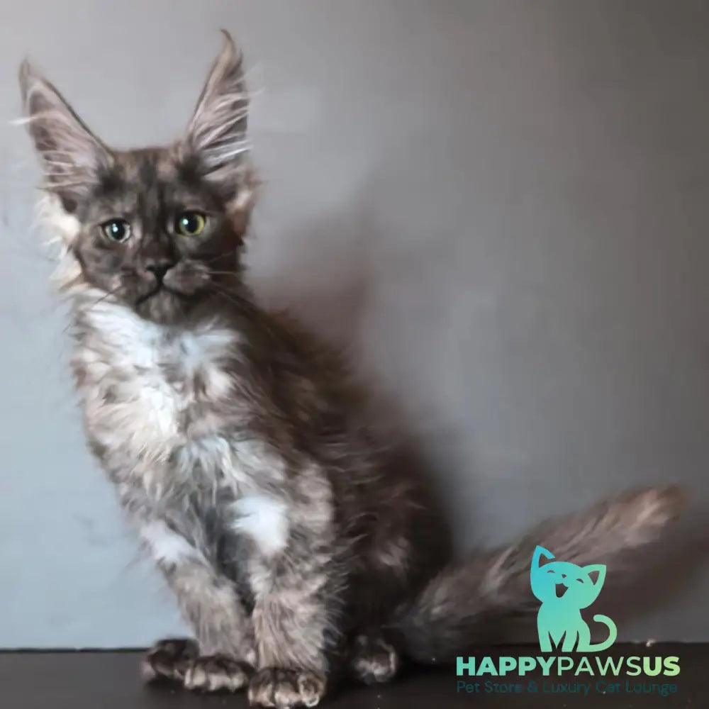 Ivi Maine Coon female black silver - live animals