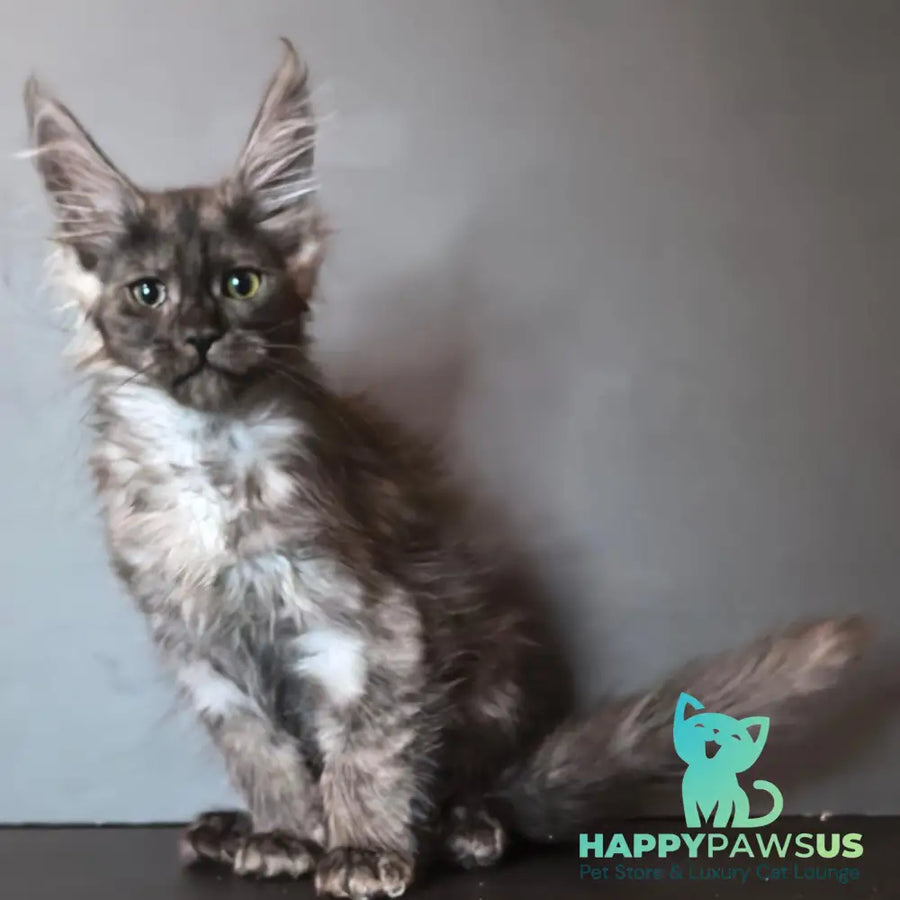 Ivi Maine Coon female black silver - live animals