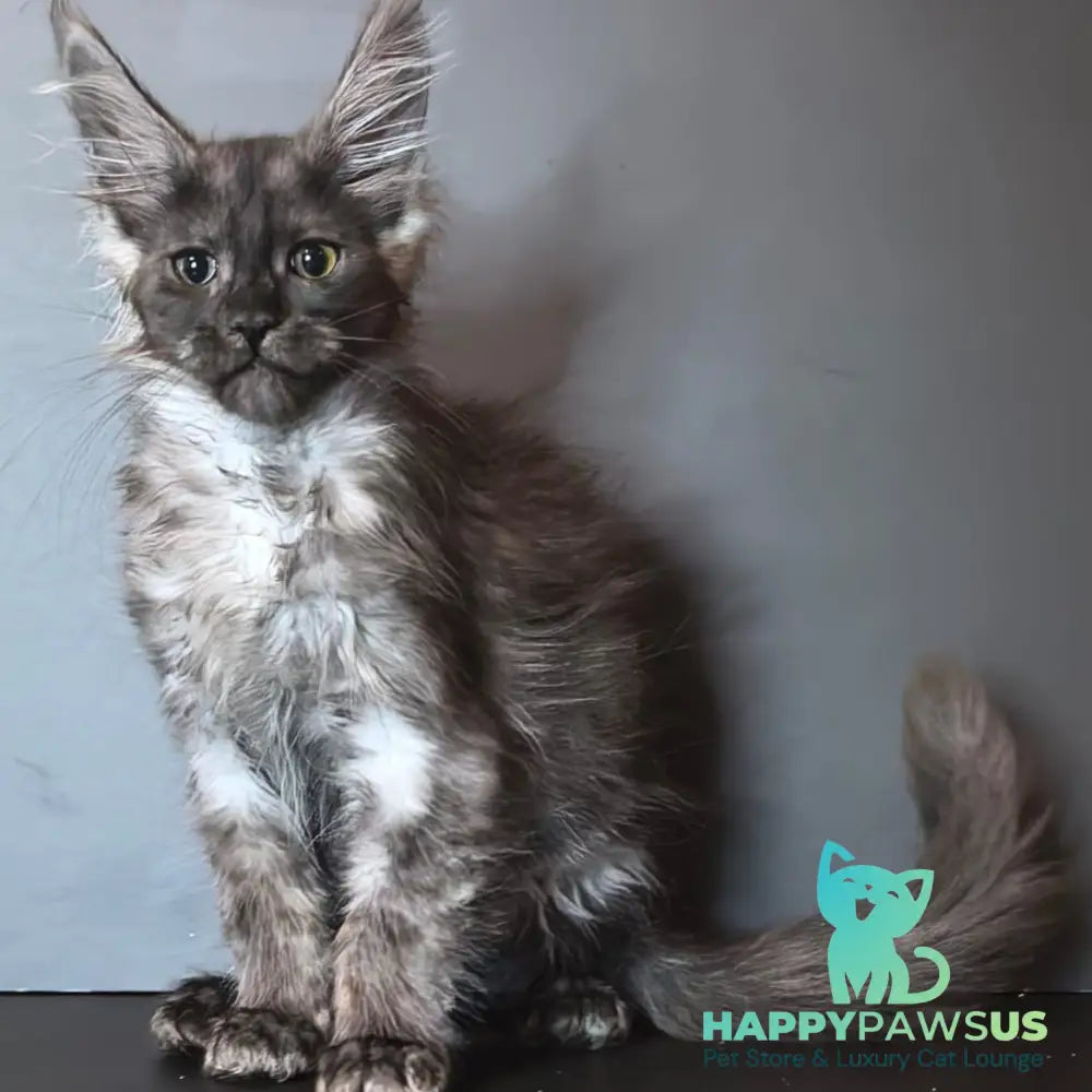 Ivi Maine Coon female black silver - live animals