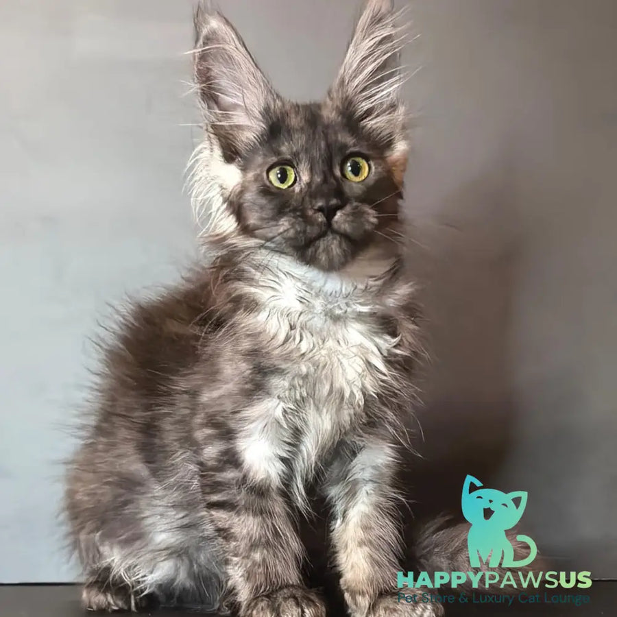 Ivi Maine Coon female black silver - live animals
