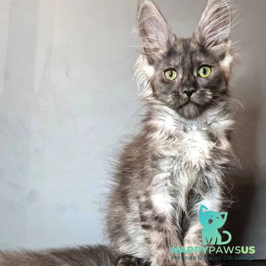 Ivi Maine Coon female black silver - live animals