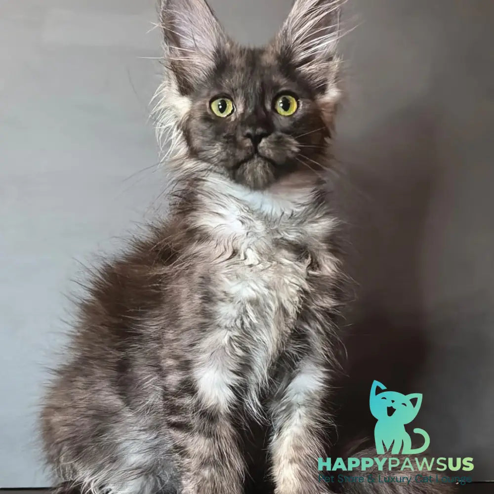 Ivi Maine Coon female black silver - live animals
