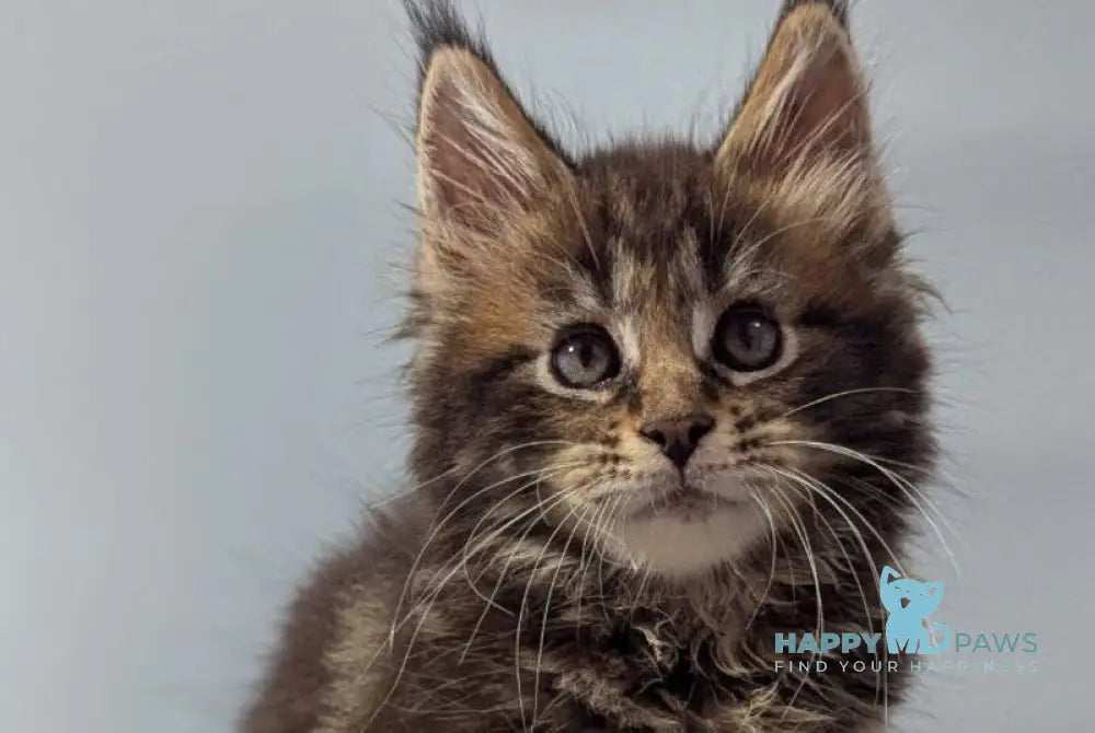 Ivi Maine Coon female black tabby live animals