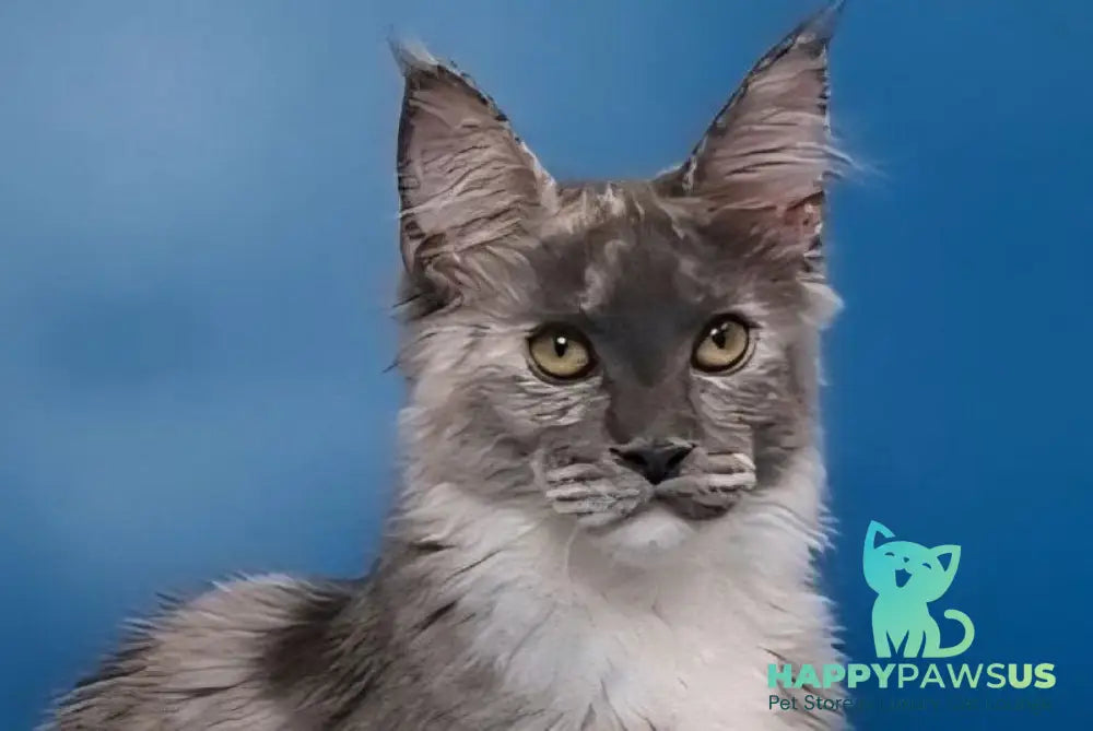 Ivi Maine Coon female blue tortie silver live animals