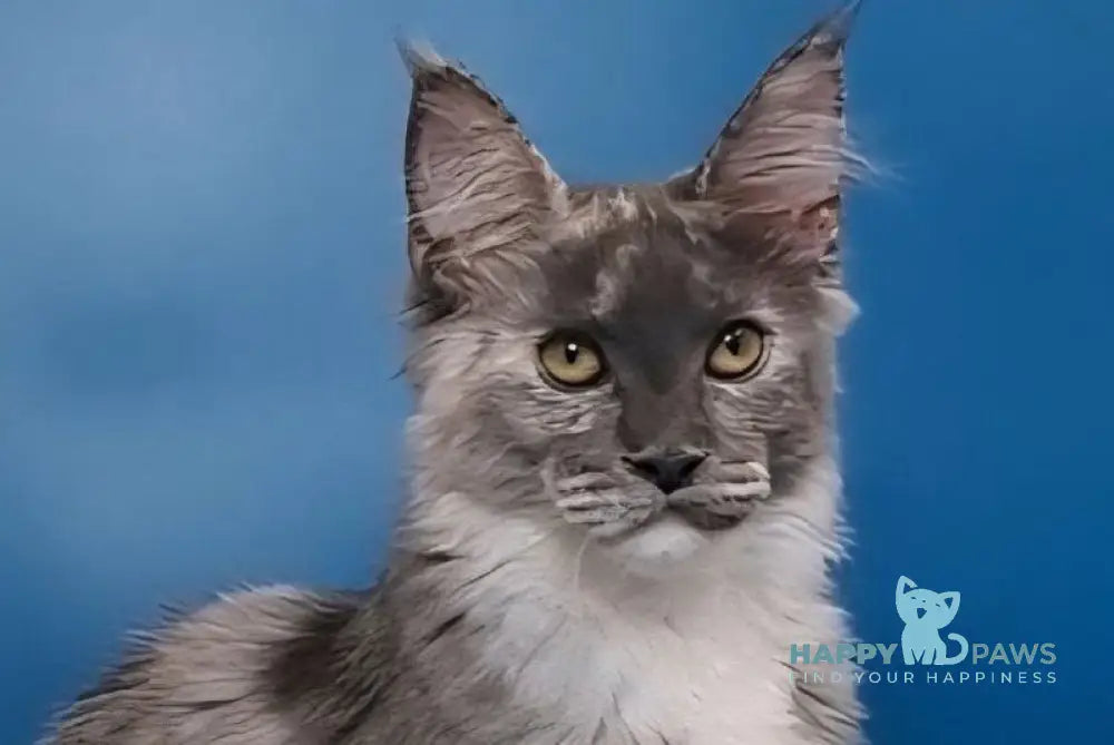 Ivi Maine Coon female blue tortie silver live animals