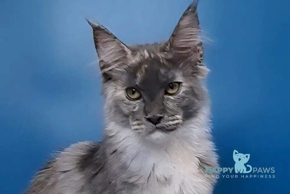 Ivi Maine Coon female blue tortie silver live animals