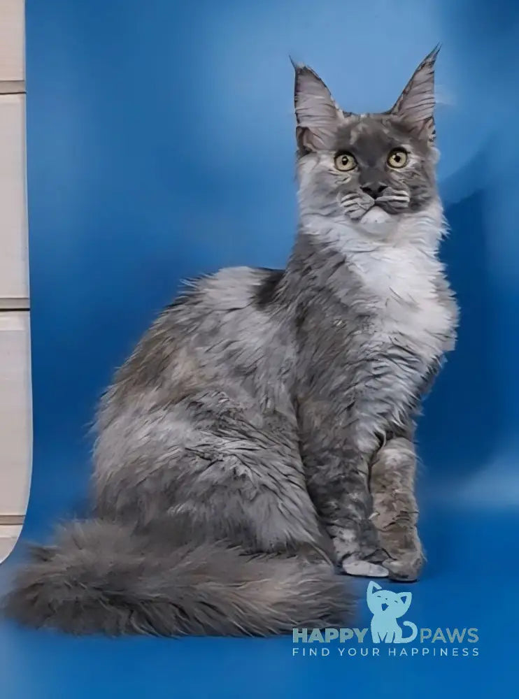 Ivi Maine Coon female blue tortie silver live animals