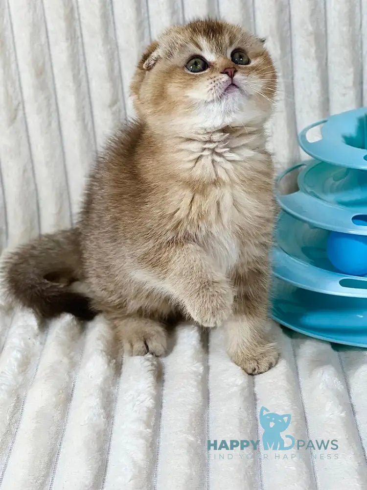 Ivi Scottish Fold female chocolate ticked tabby live animals