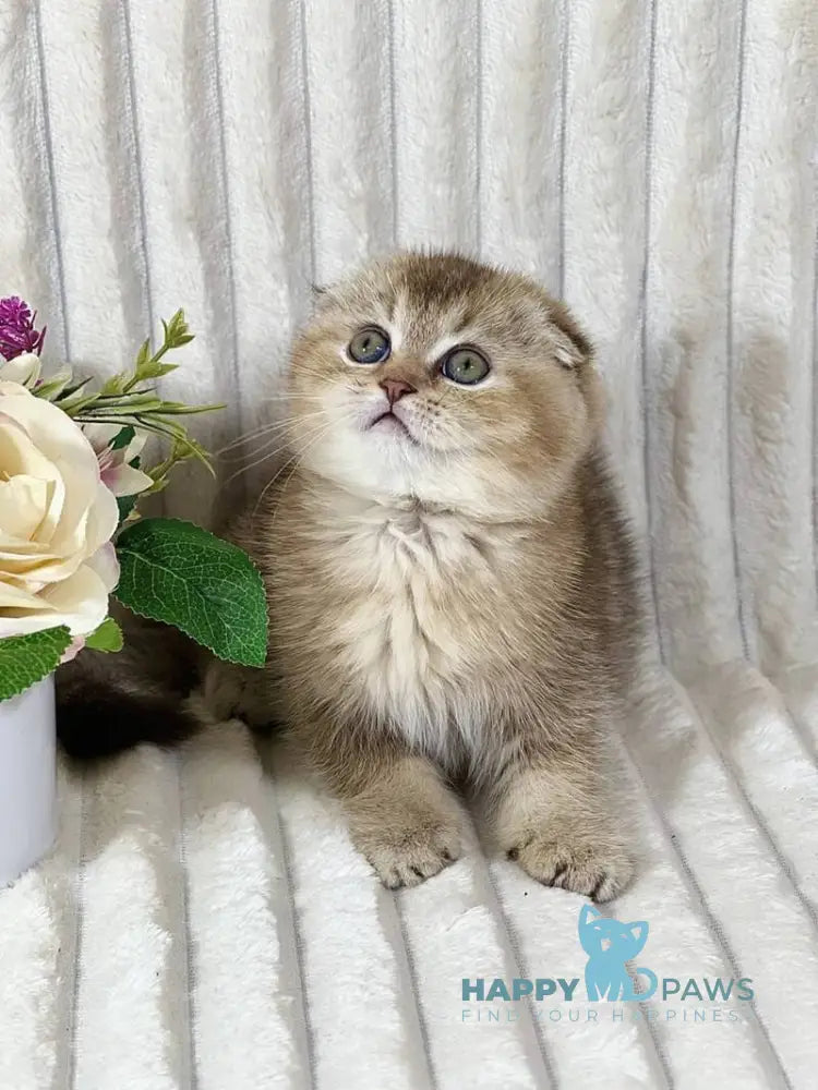 Ivi Scottish Fold female chocolate ticked tabby live animals