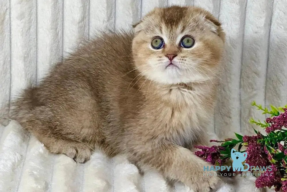 Ivi Scottish Fold female chocolate ticked tabby live animals