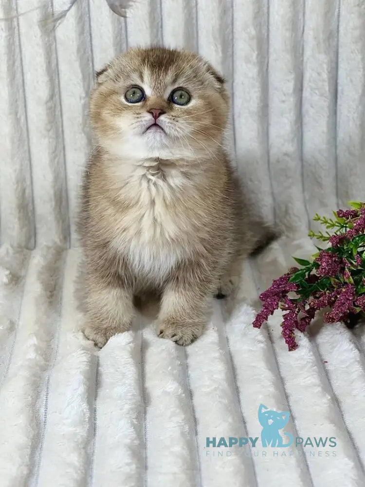 Ivi Scottish Fold female chocolate ticked tabby live animals