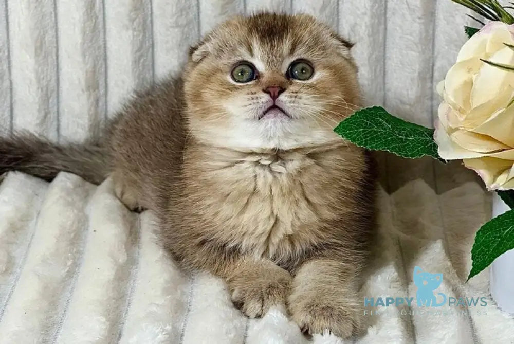 Ivi Scottish Fold female chocolate ticked tabby live animals