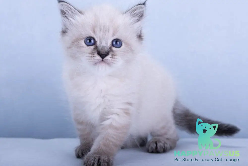 Ivi Siberian female black tabby pointed - live animals